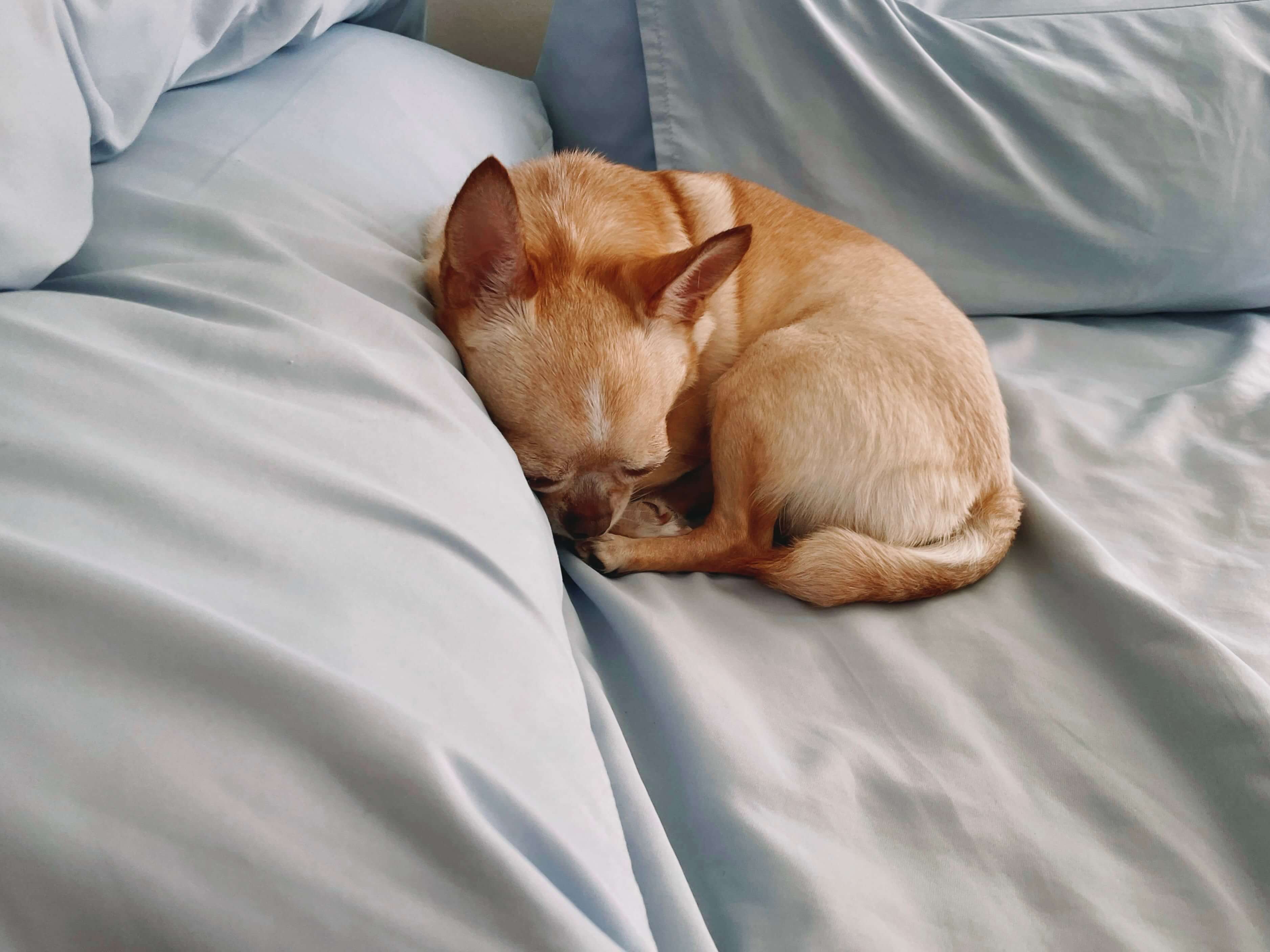 Fawn chihuahua all curled up